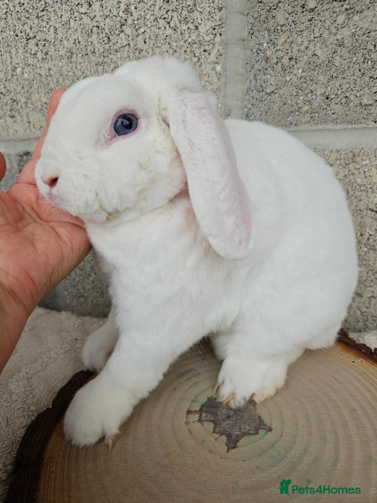 Mini Lop rabbits MINI PLUSH LOP BLUE EYED WHITE  - Advert 2