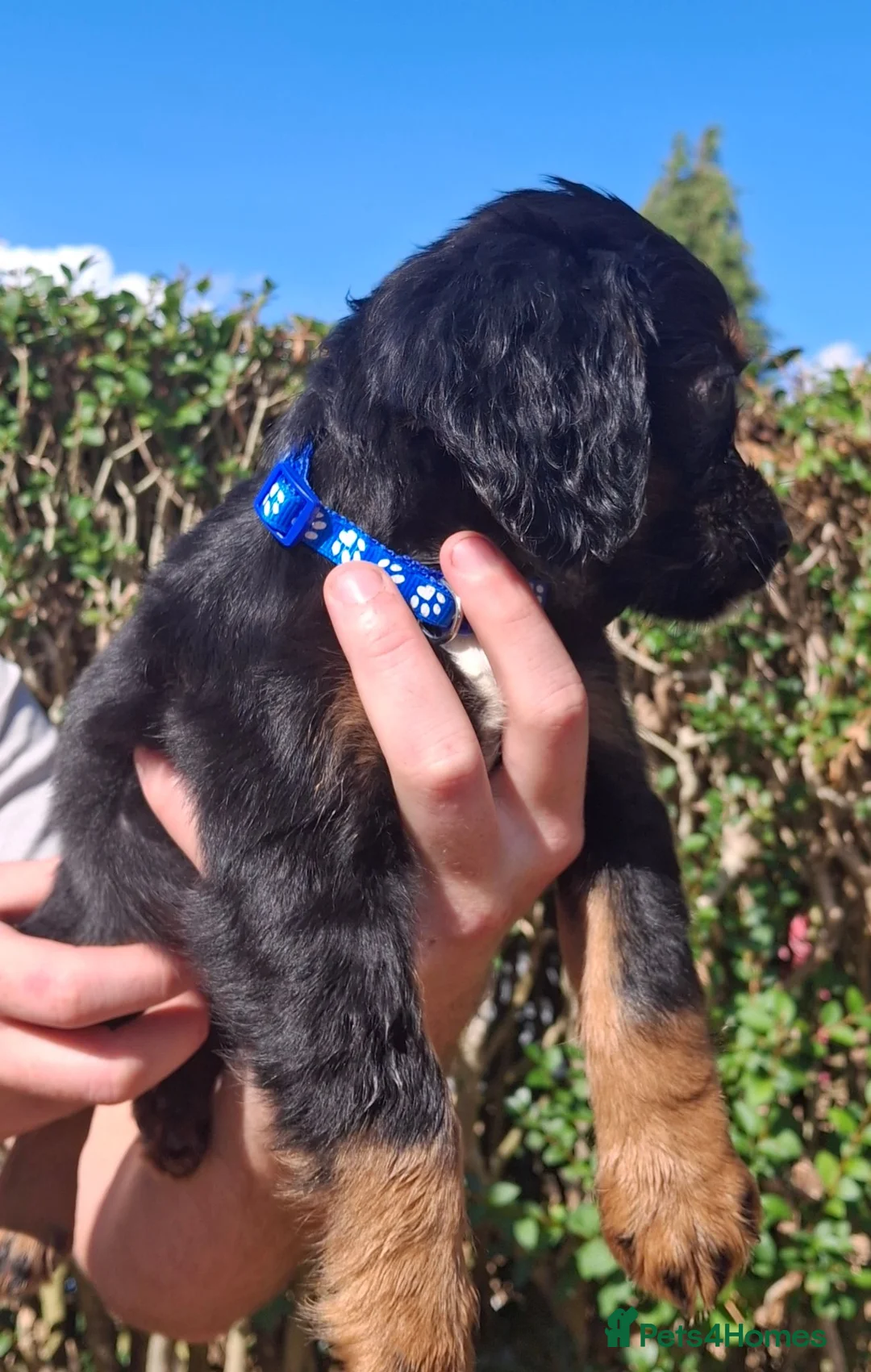 Cocker Spaniel dogs for sale: 5 cocker spaniels puppies  - Advert 17