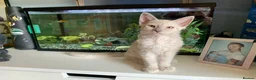 LaPerm cats for sale: Cuddly, curly-coated LaPerm kittens. - Advert 28