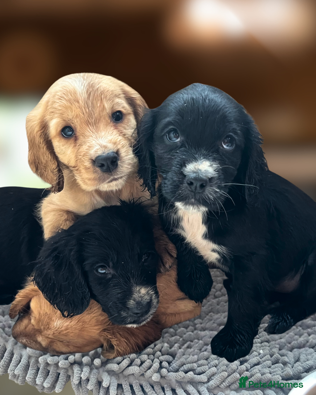 Cockapoo dogs READY TO LEAVE F1 COCKAPOOS - Advert 15