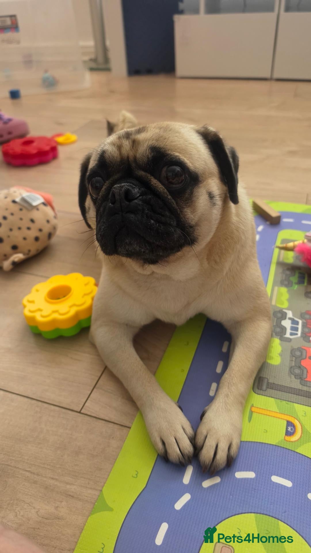 Pug dogs Female Pug - Advert 3