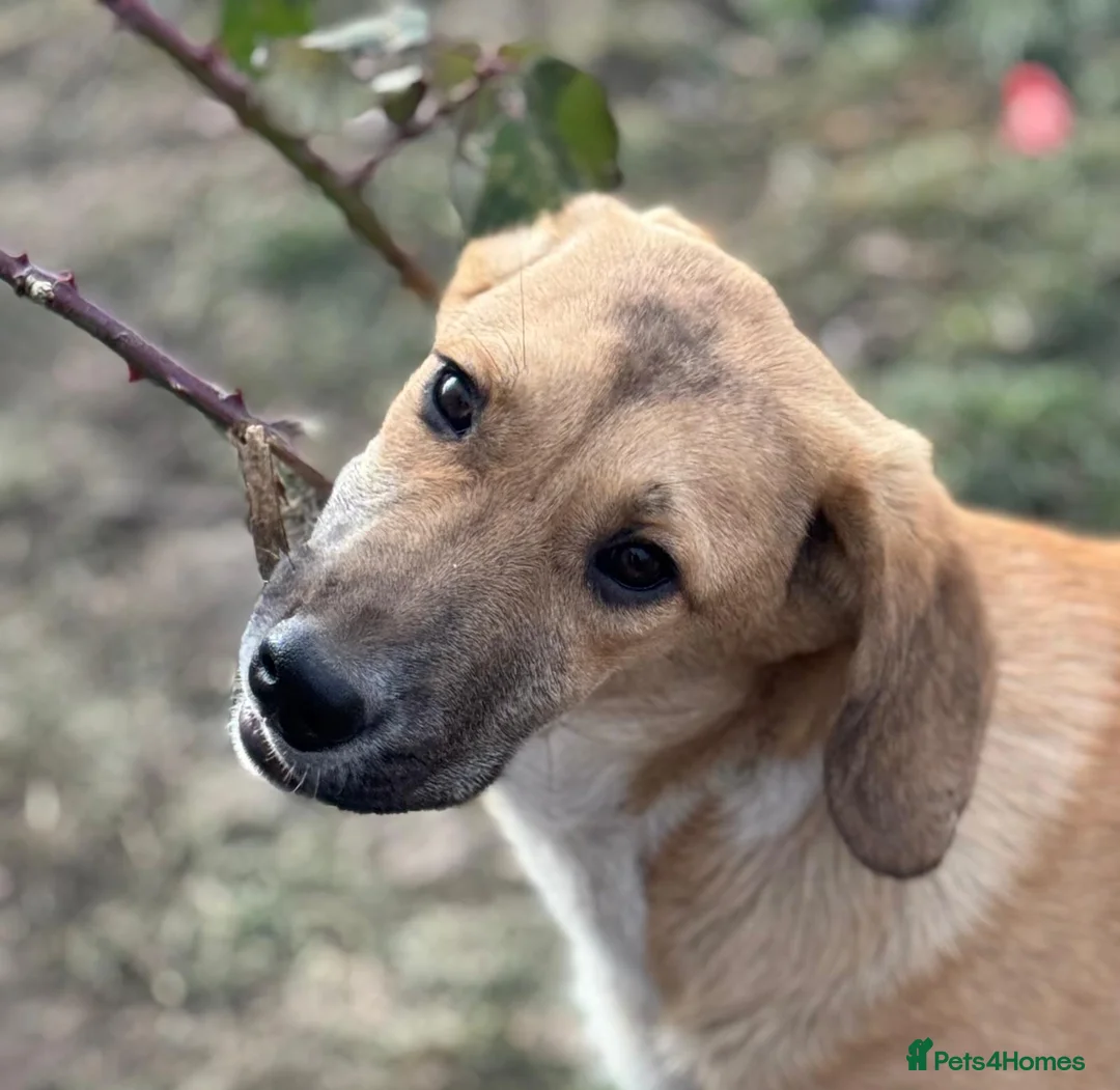 Mixed Breed dogs for adoption: JERRY – a Golden-Hearted Boy with a Playful Spirit - Advert 5