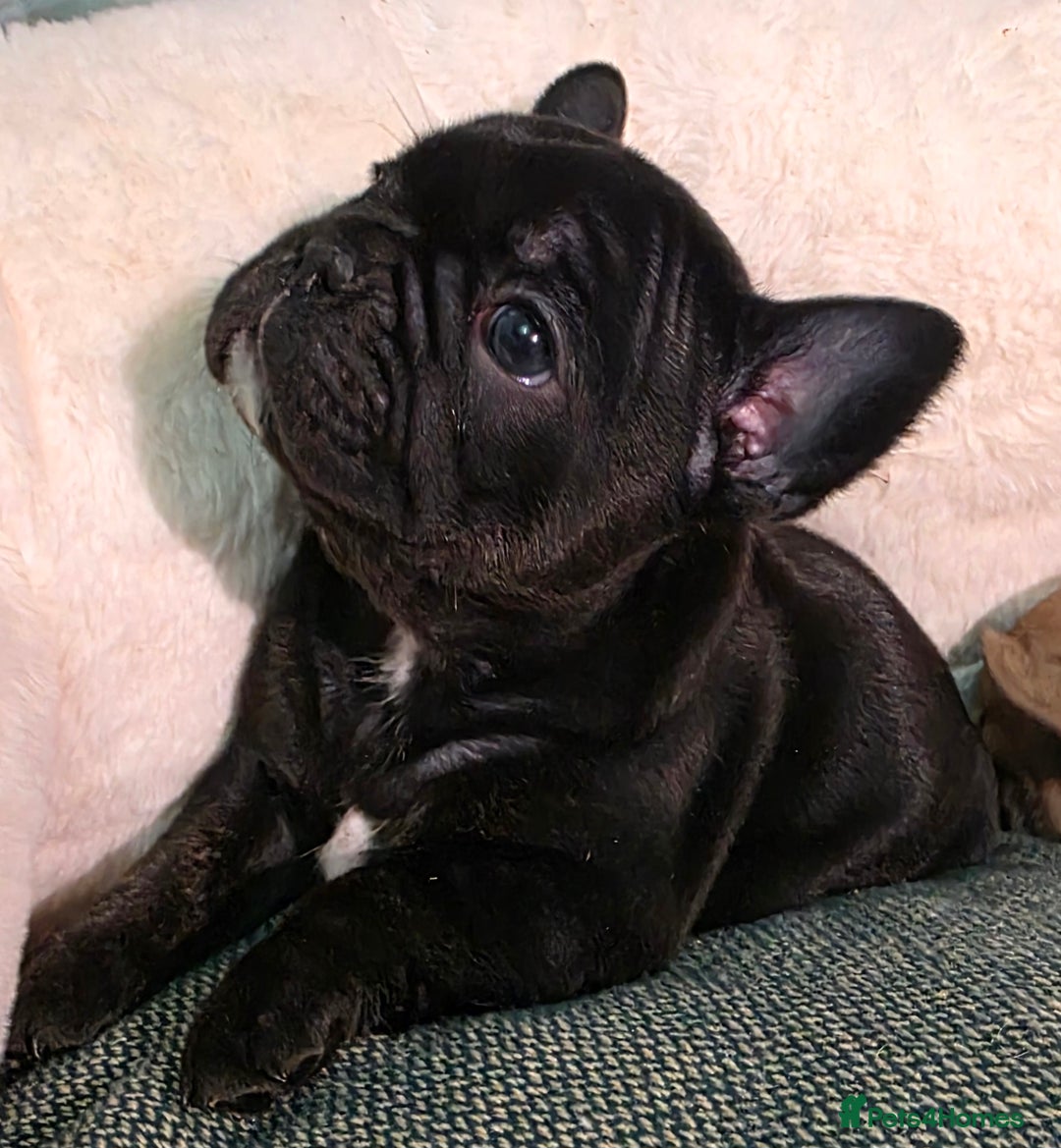 French Bulldog dogs for sale: Beautiful French bulldog  - Advert 13