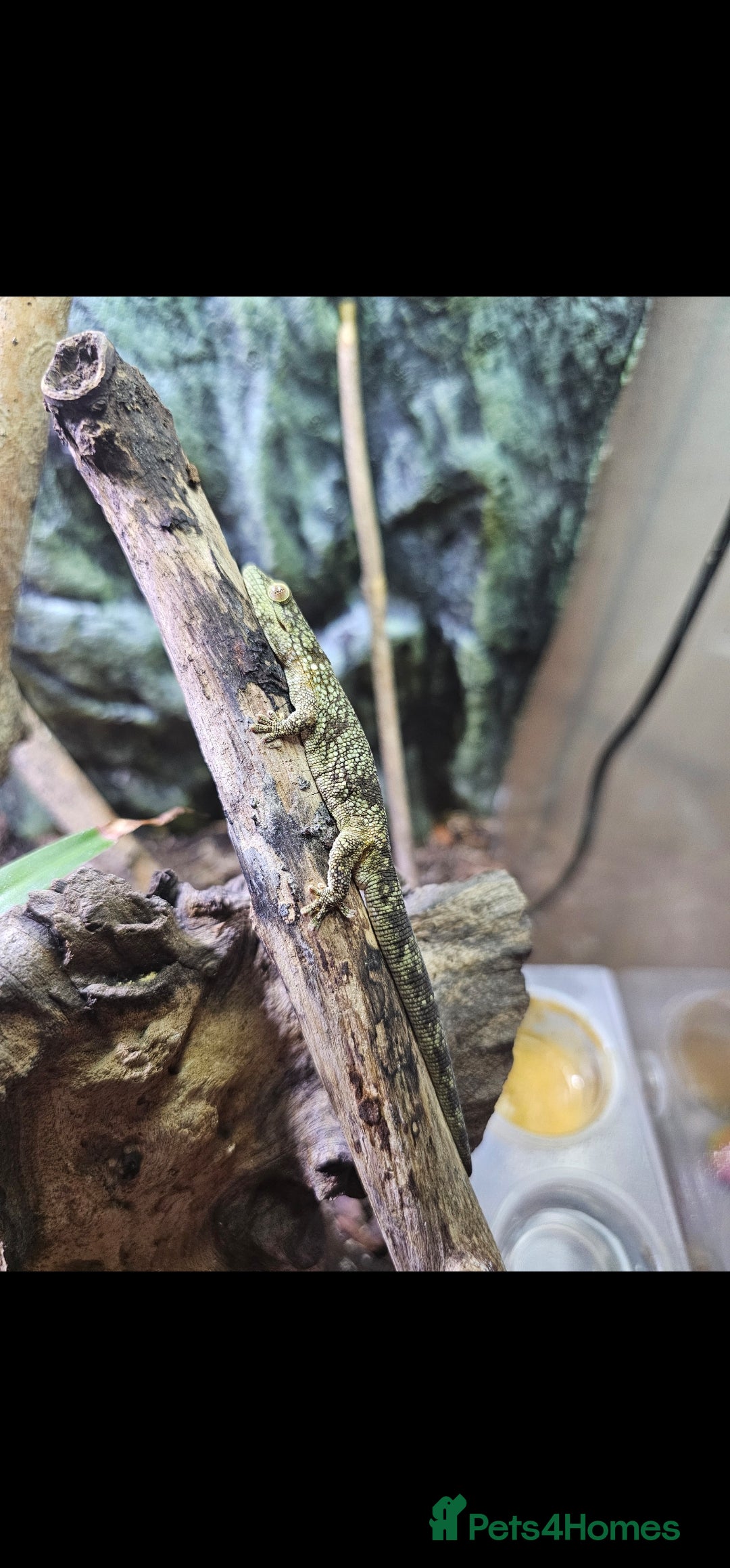 Mixed Breed reptiles for sale: Bauer's chameleon gecko/Male + bioactive terrarium - Advert 3