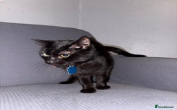 Mixed Breed cats for sale: Mix of cats to go asap (fr33 to good home)  - Image 3