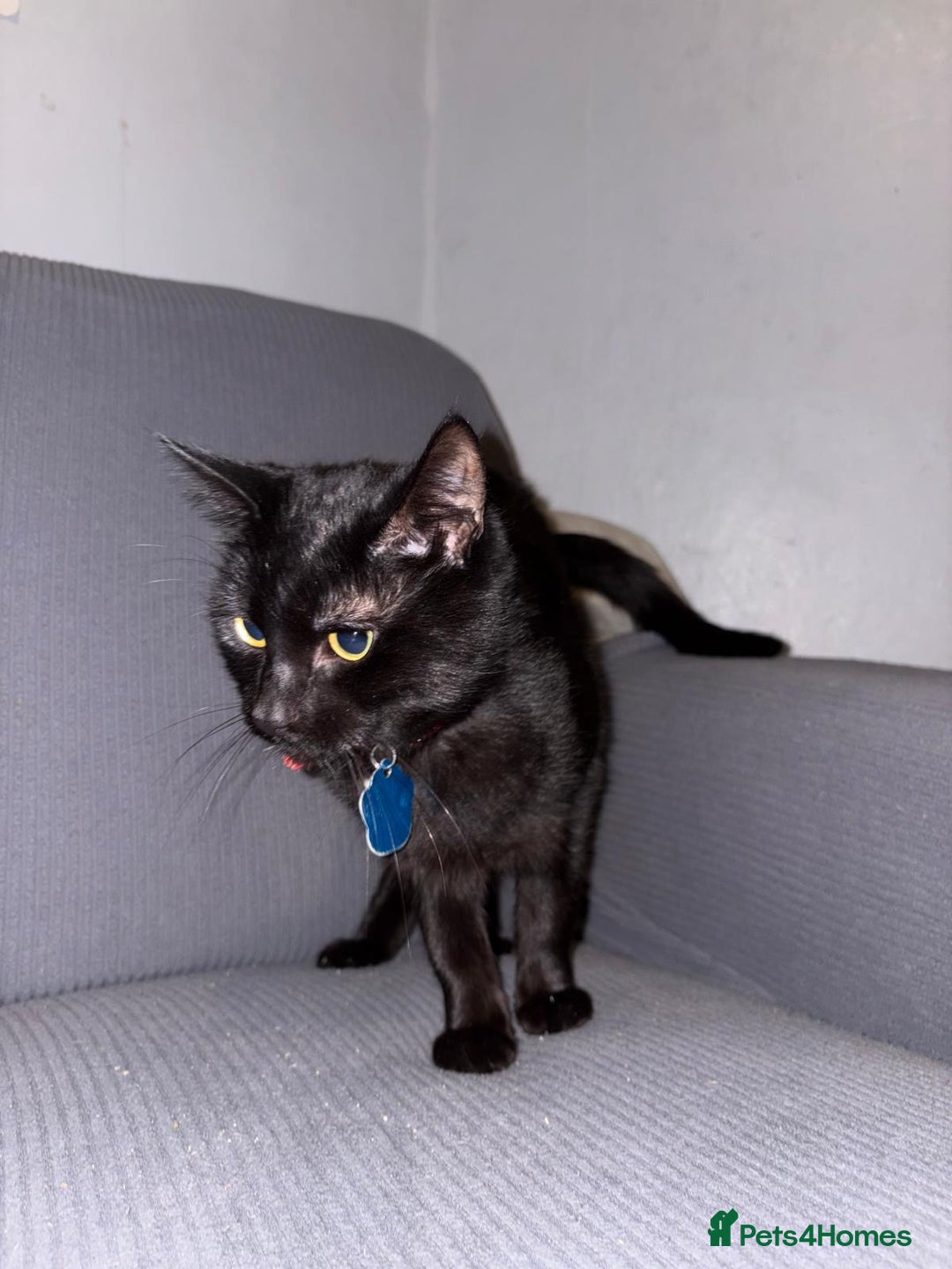 Mixed Breed cats for sale: Mix of cats to go asap (fr33 to good home)  - Image 3