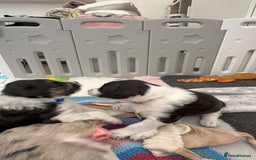 Bordoodle dogs for sale: Bordoodle Pups - Image 11