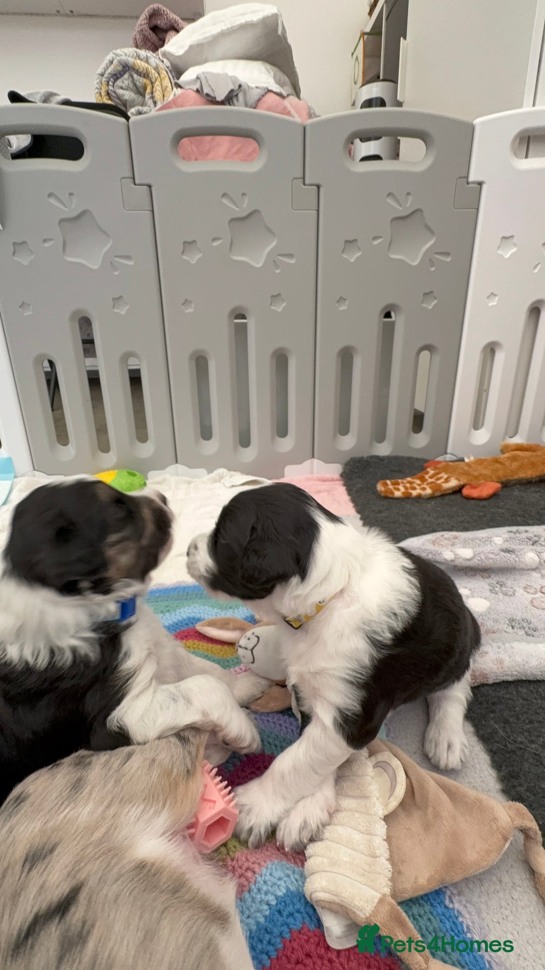 Bordoodle dogs for sale: Bordoodle Pups - Image 11