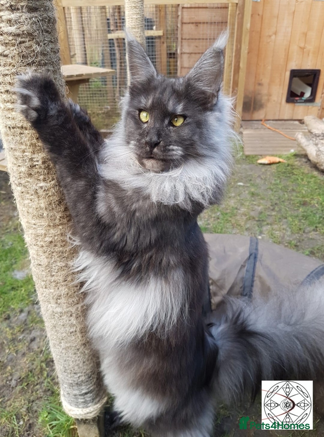 Maine Coon cats for sale: Very Special beautiful girl  - Advert 4