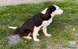 Border Collie dogs for sale: Border Collie Male - Image 10