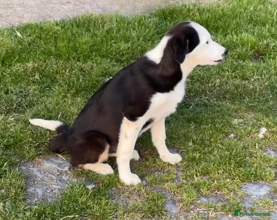 Border Collie dogs for sale: Border Collie Male - Image 10