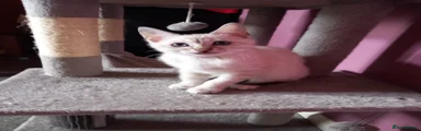 Bengal Kitten 2