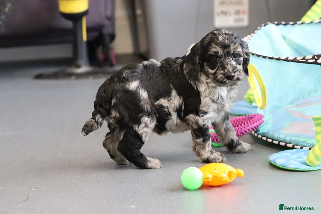 Cockapoo dogs for sale: F1 Cockapoo puppies for sale! - Advert 5