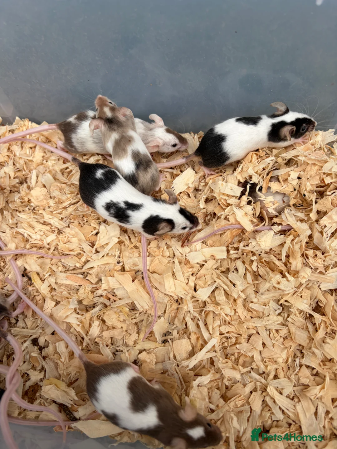 Mouse rodents for sale: Friendly mice for sale  - Advert 2
