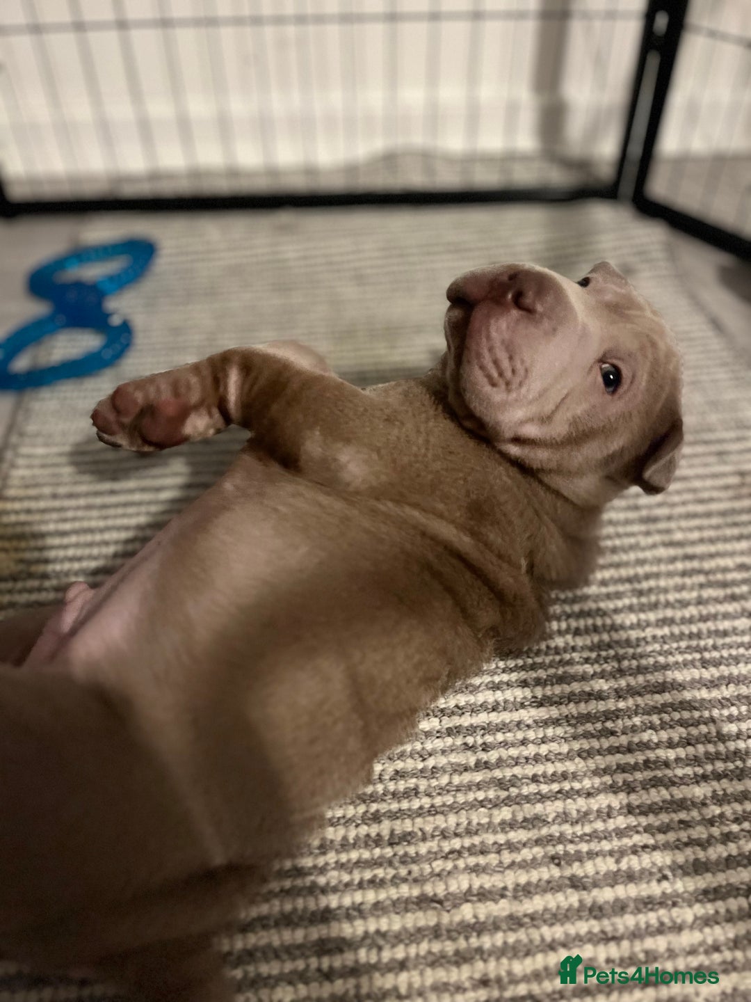 Shar Pei dogs for sale: Sharpei puppies - Advert 4