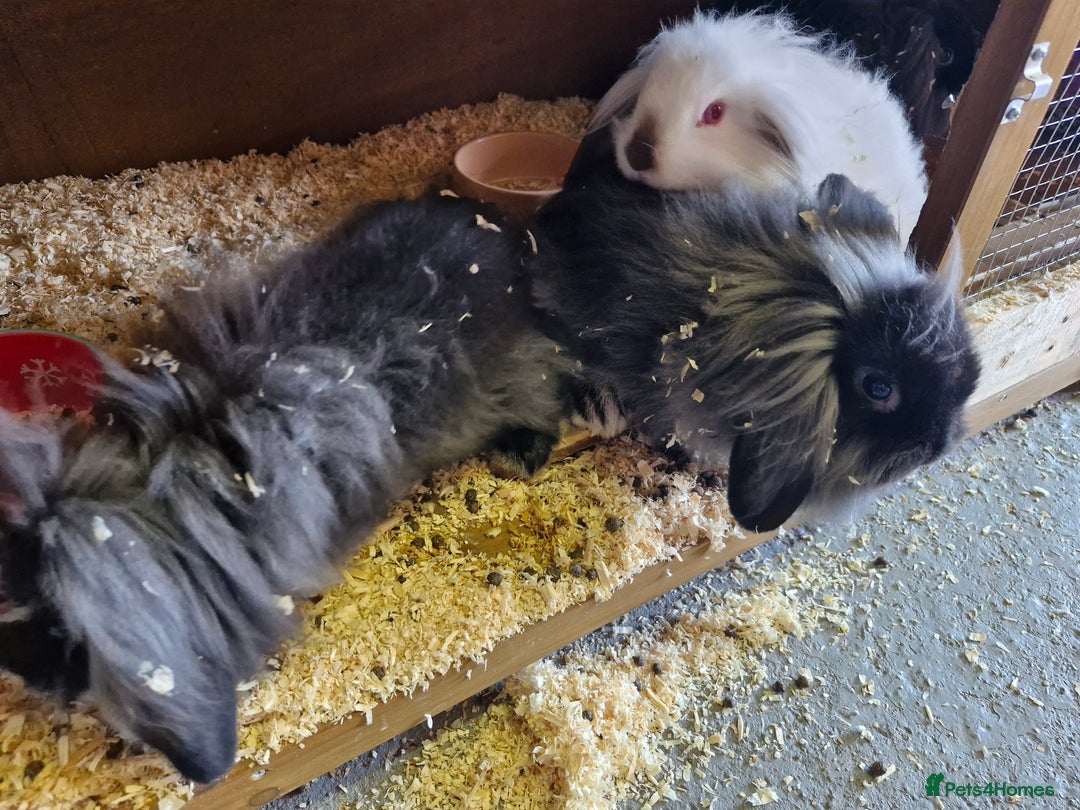Lionhead rabbits for sale: 6 baby bunnies looking for new homes - Image 2