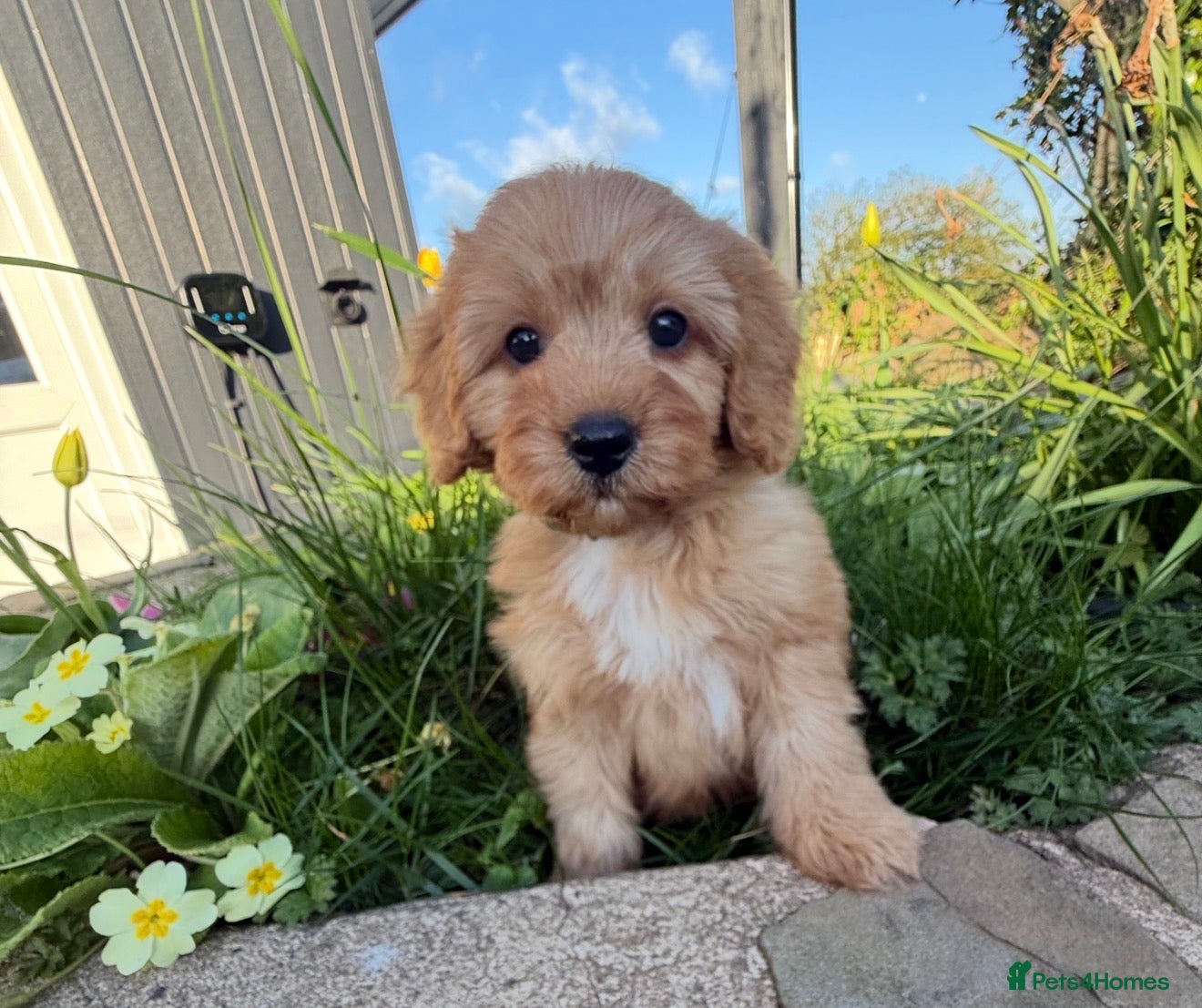 Cavapoo dogs 9 stunning F1. Fully dna clear & kc parents 1 boy  - Advert 1
