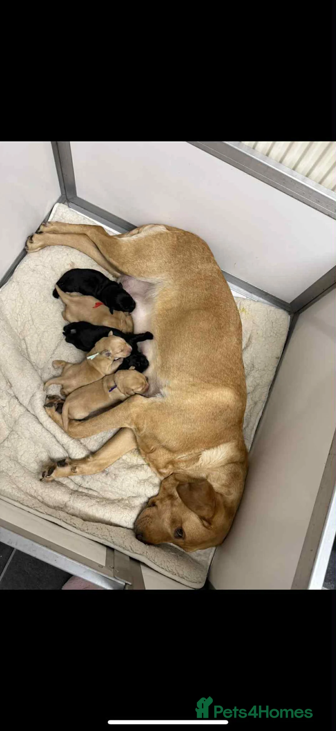 Labrador Retriever dogs for stud: Handsome black labrador for stud - Advert 11