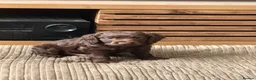 Cocker Spaniel dogs for sale: Loveable Chocolate Working Cocker Pup - Advert 2