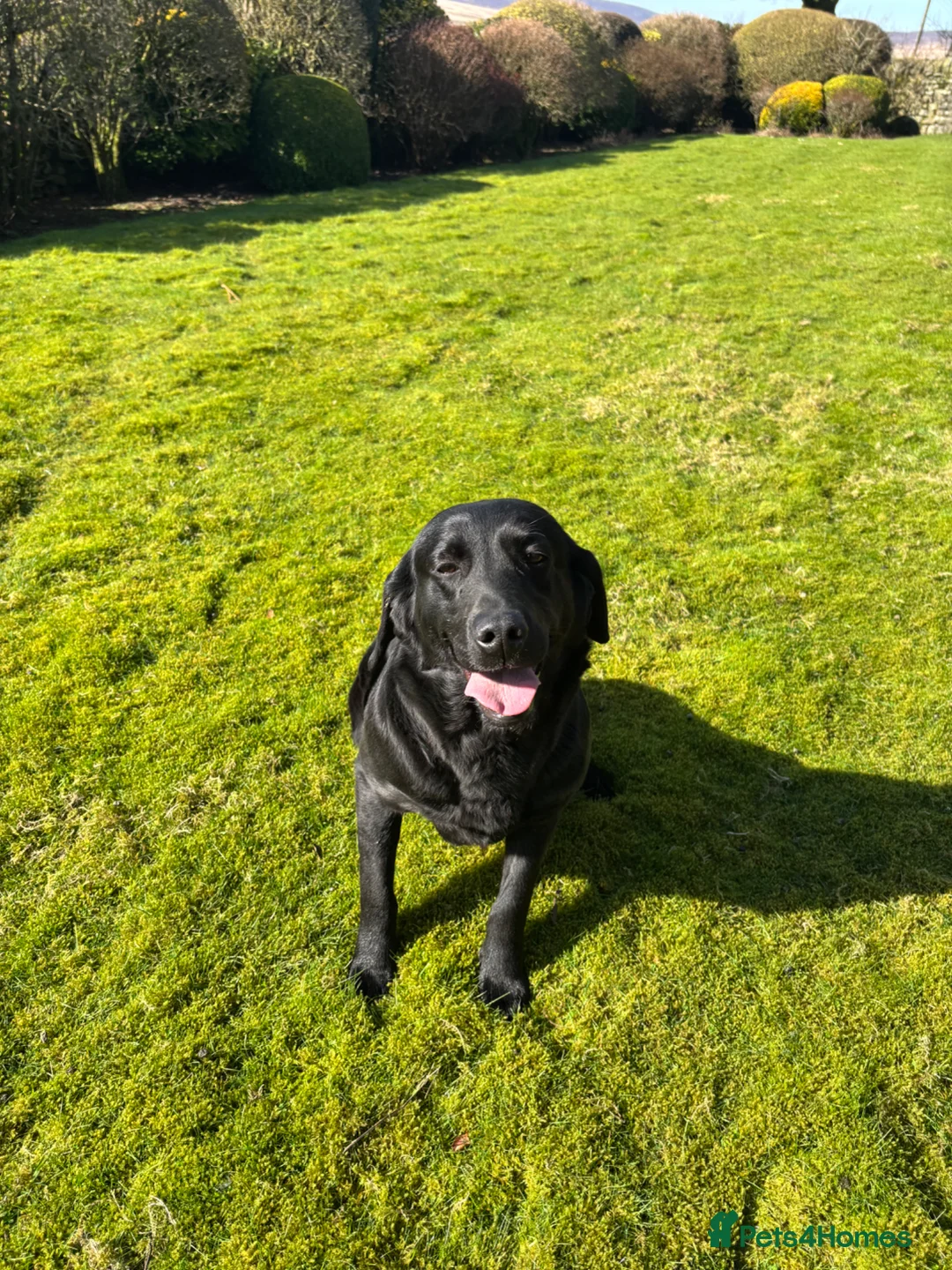 Labrador Retriever dogs for sale:  POLLY Female Labrador black.Kc registered  in Hebden Bridge - Advert 7