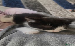 European cats for sale: Tuexdo - Image 2