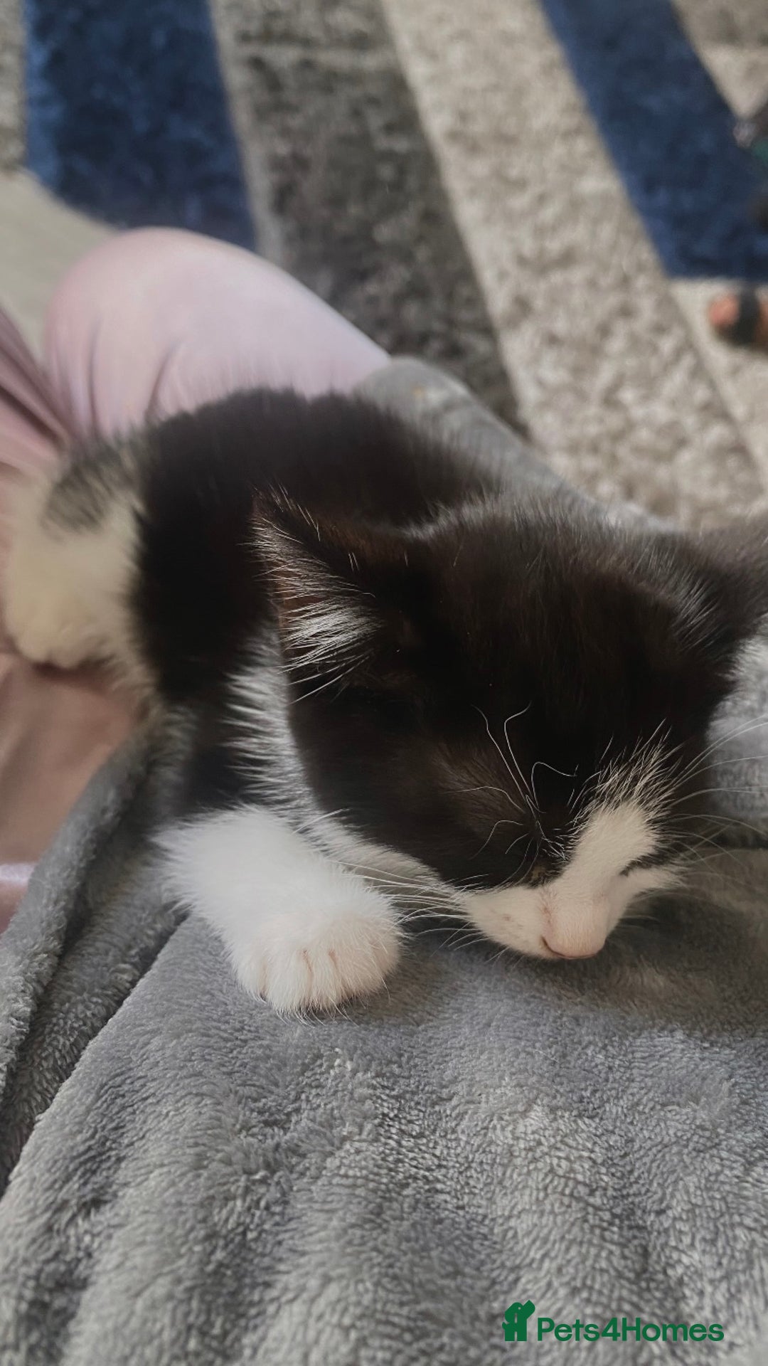 European cats for sale: Tuexdo - Image 2