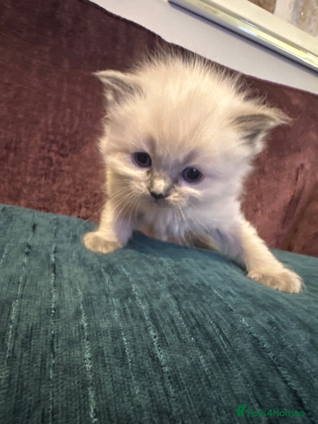 Ragdoll cats for sale: Ragdoll blue point kittens  - Advert 10