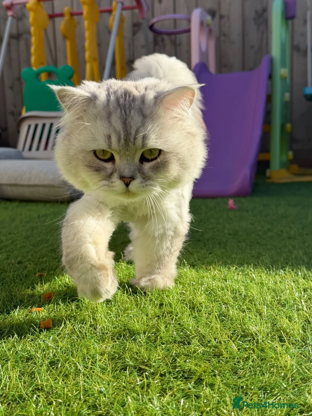 Persian cats for sale: Male Persian cat  in Sunderland - Advert 11