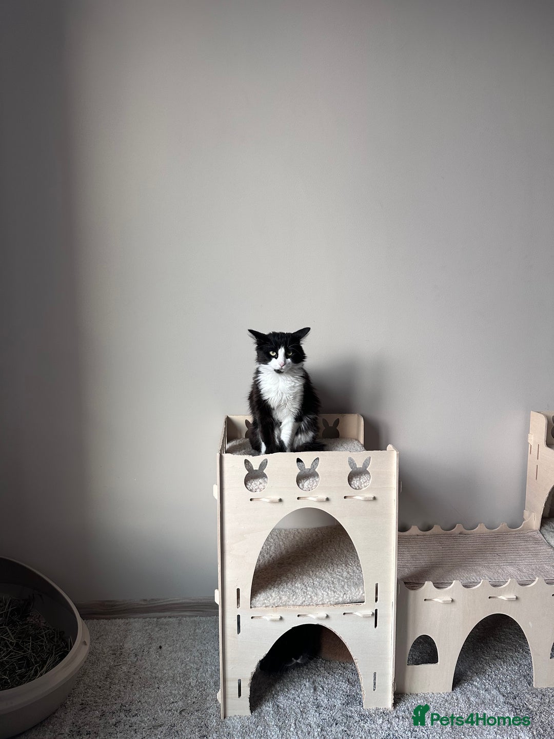 Domestic Shorthair cats for sale: Bulgarian Stray Cat Needing Loving Home - Image 5