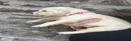 Golden Retriever dogs for sale: Stunning Cream, KC reg, health tested Puppies - Advert 5