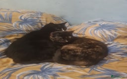 Bengal cats for sale: Mix Bengal kitten - Image 4