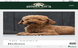 Cavapoo dogs for sale: HEALTH TESTED F1B CAVERPOO PUPPIES  - Image 8