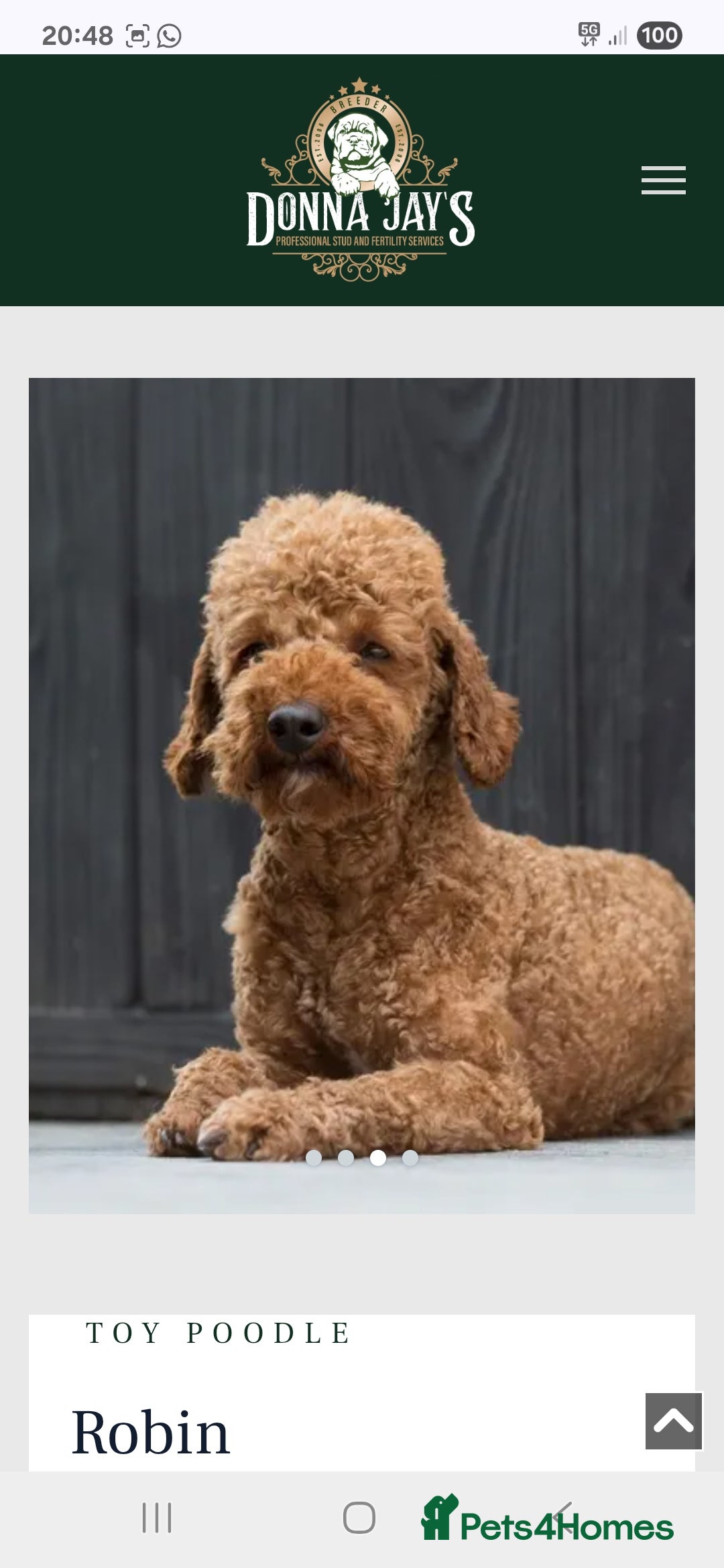 Cavapoo dogs for sale: HEALTH TESTED F1B CAVERPOO PUPPIES  - Image 8