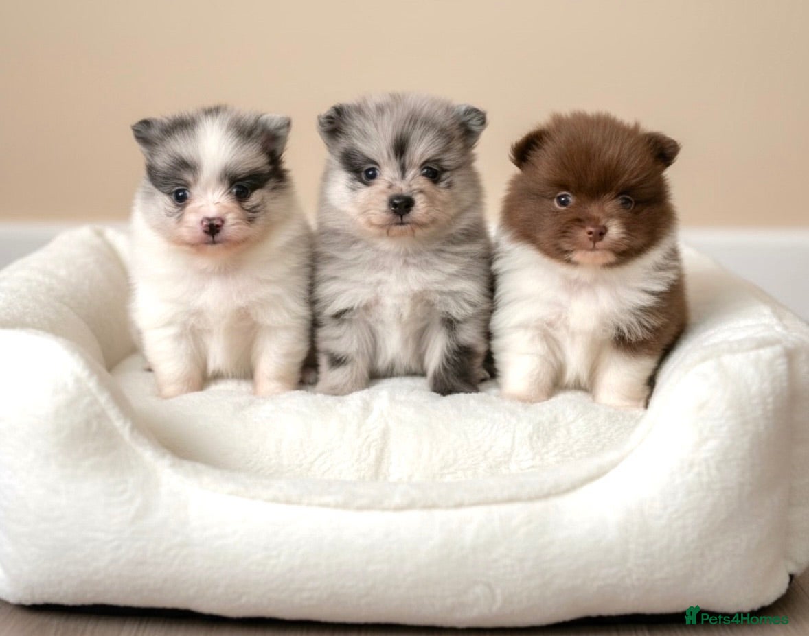 Pomeranian dogs Rare colours Pomeranians  - Advert 1