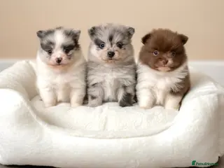 Pomeranian dogs Rare colours Pomeranians - Advert 1