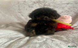 Cockapoo dogs for sale: 🐾 Gorgeous Cockapoo Puppies Ready now 🐾  - Image 5