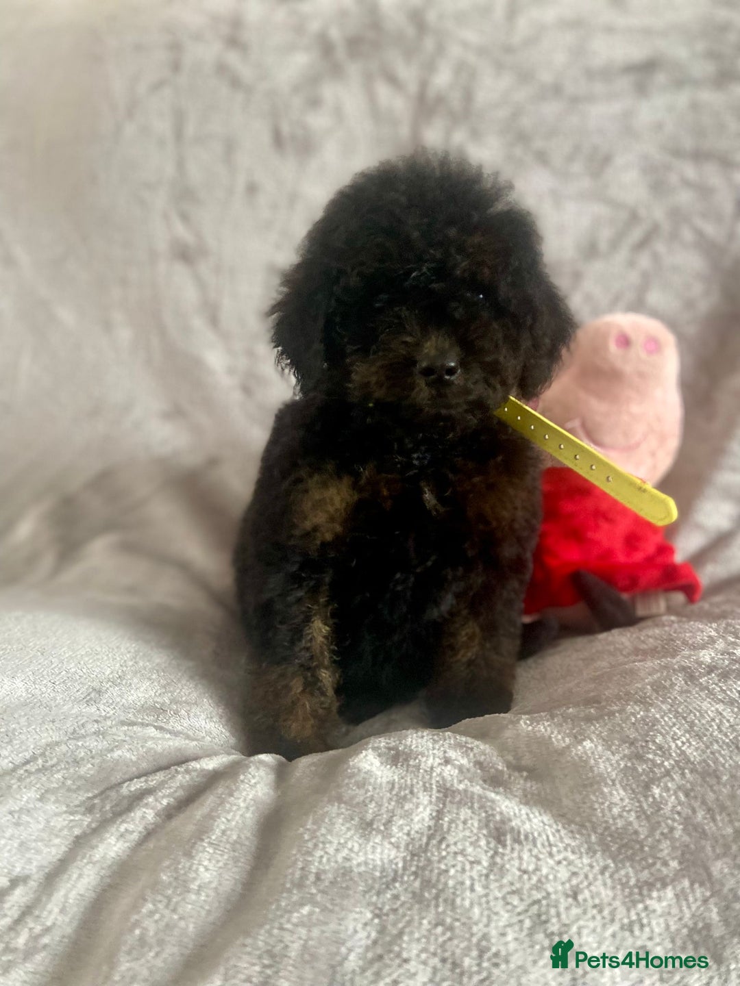 Cockapoo dogs for sale: 🐾 Gorgeous Cockapoo Puppies Ready now 🐾  - Image 5