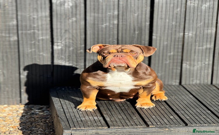 English Bulldog dogs - Advert 12