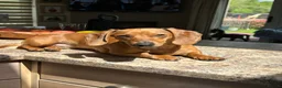 Miniature Dachshund dogs for sale: Beautiful pedigree KC miniature dachshund puppies  - Advert 21