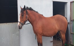Irish Cob horses for sale: Beautiful bay mare Tilly  - Image 1