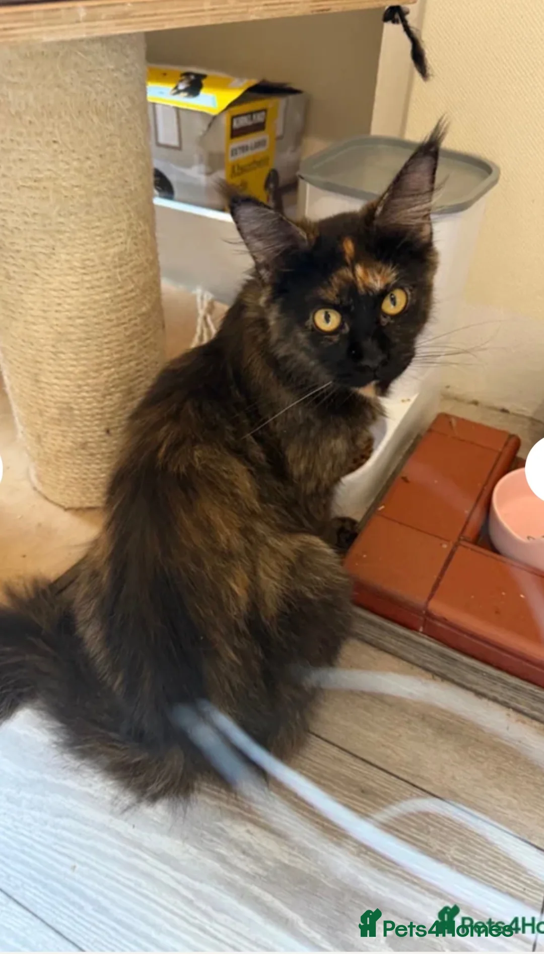 Maine Coon cats for sale: Maincoon  - Advert 2
