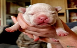 French Bulldog dogs for sale: Kc registered french bulldog puppies - Image 18