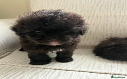 Mixed Breed dogs for sale: Shih-Poo or Shoodle - Image 11