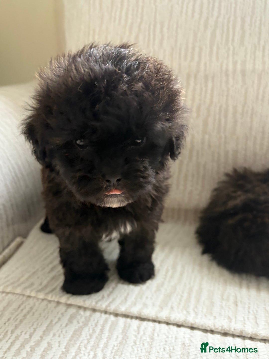 Mixed Breed dogs for sale: Shih-Poo or Shoodle - Image 11