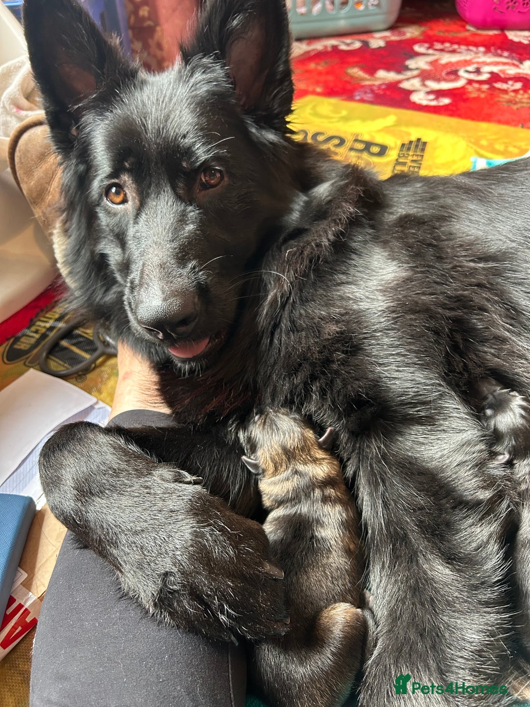 German Shepherd dogs for sale: STUNNING KC REG BLACK + SABLE LONG COATED PUPPIES - Image 1