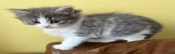 Persian cats for sale: Beautiful Persian Kittens Ready for Forever Homes - Advert 29