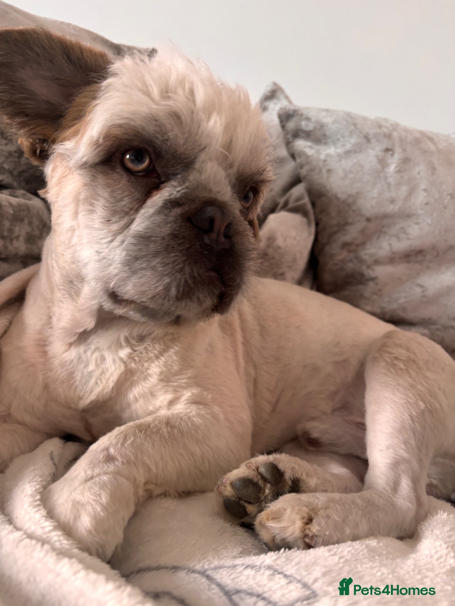 Mixed Breed dogs Cream fluffy Frenchie  - Advert 2