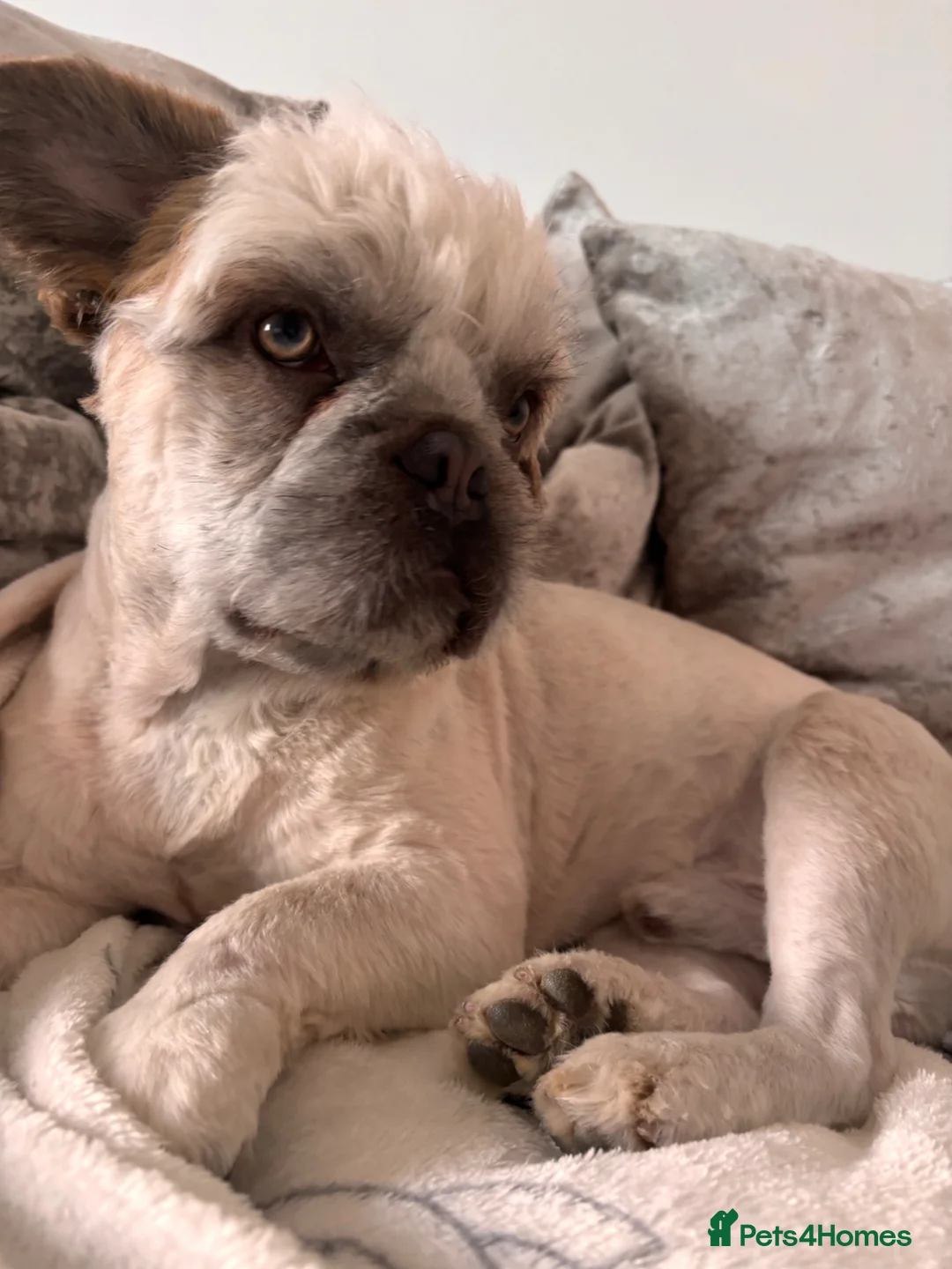 Mixed Breed dogs for sale: Cream fluffy Frenchie  in Sittingbourne - Advert 1