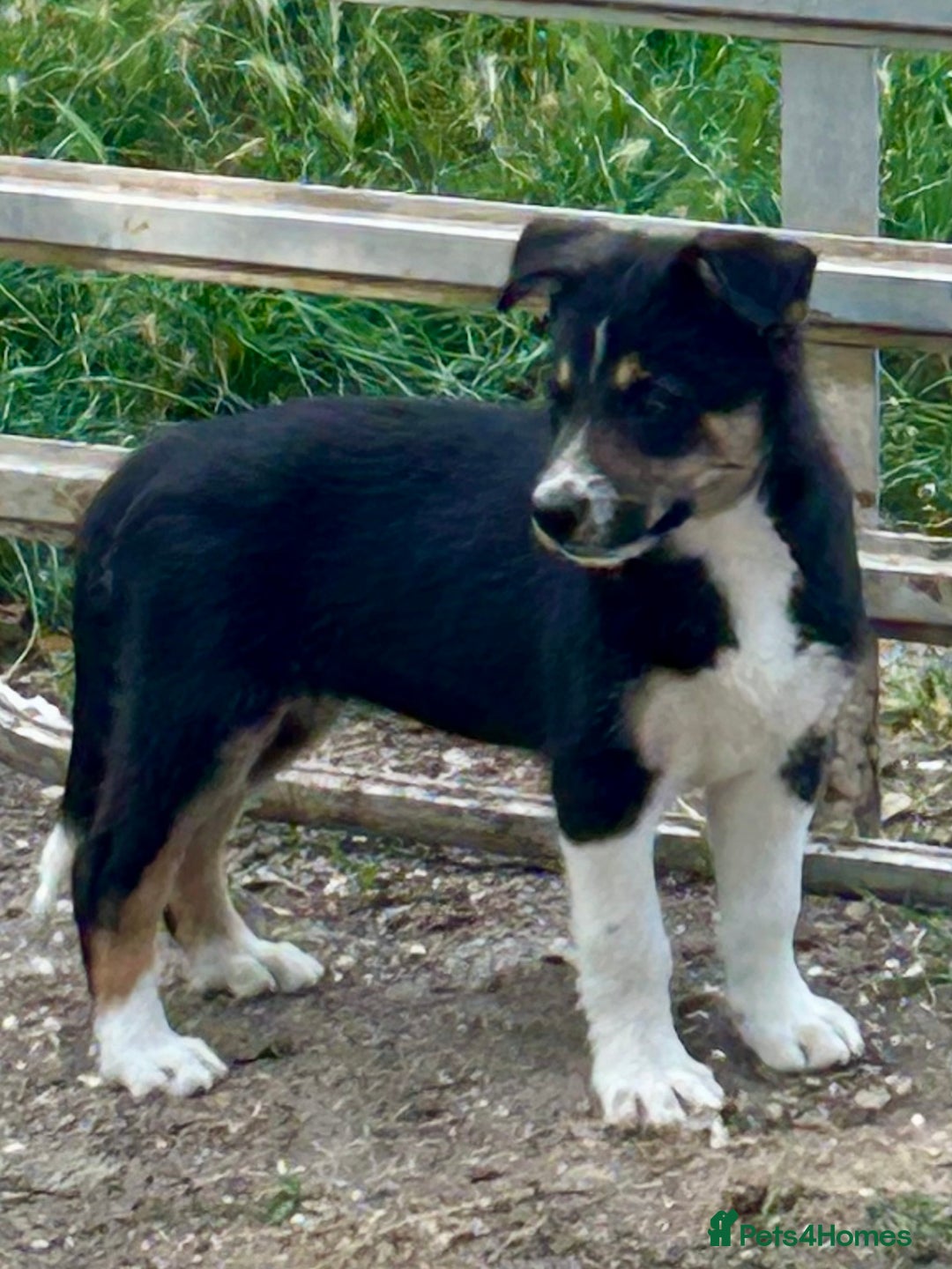 Border Collie dogs for sale: Border collie puppies  - Image 5