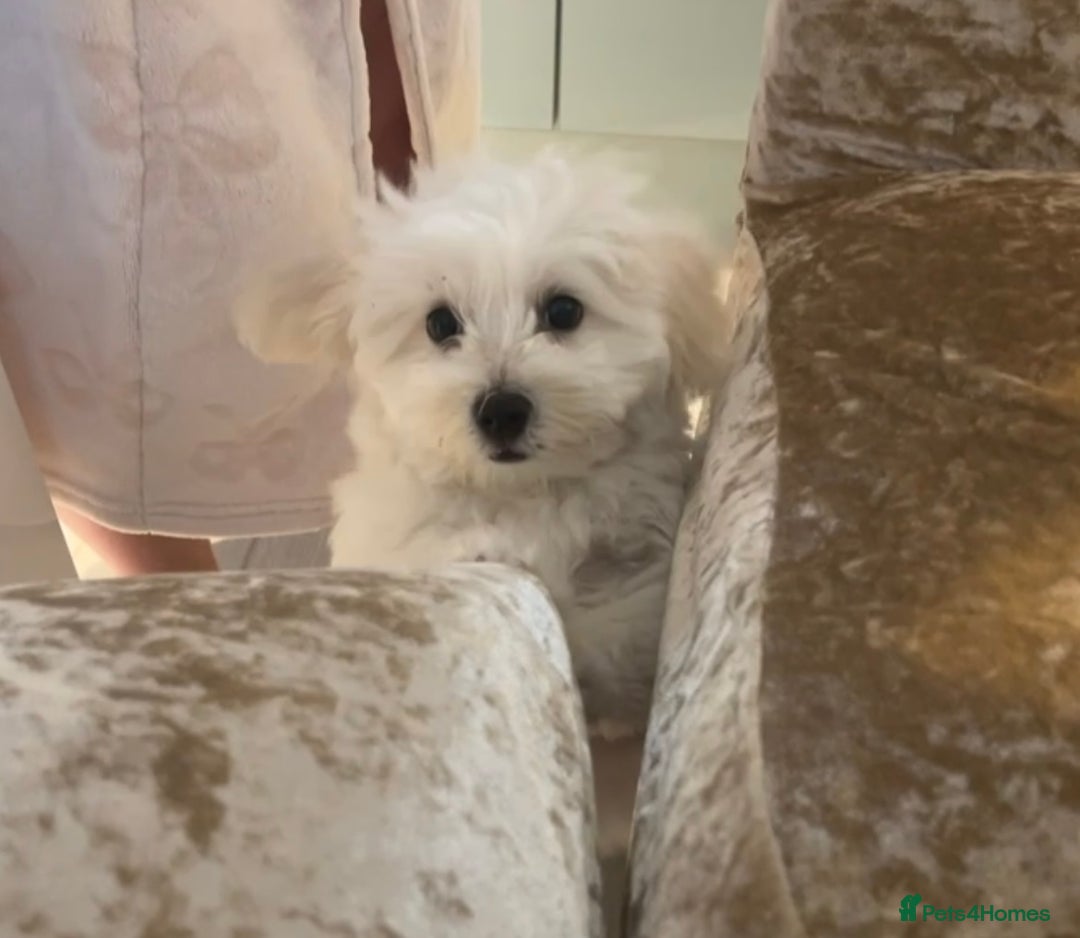 Maltese dogs for sale: Maltese - Advert 4